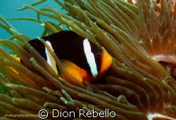 one of my favorite subjects, clownfish! took me at least ... by Dion Rebello 